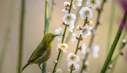 『世界のエリートはなぜ「美意識」を鍛えるのか』から今年の目標を考える